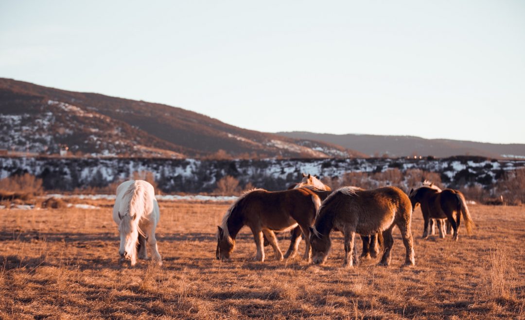 wild-horses-pasturing-on-field-near-hills.jpg